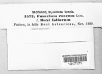 Fusarium roseum image